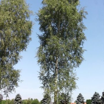 Береза плакучая «Лациниата»