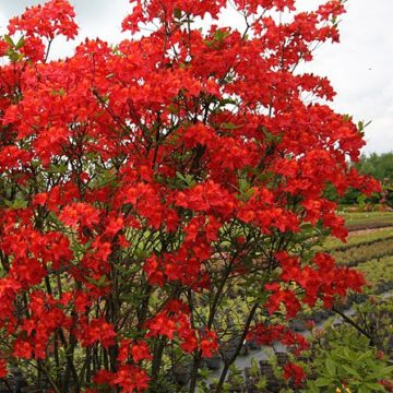 Рододендрон листопадный «Тунис»