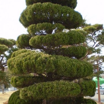 Можжевельник китайский