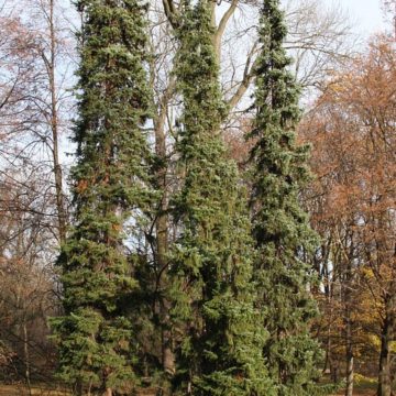 Ель сербская