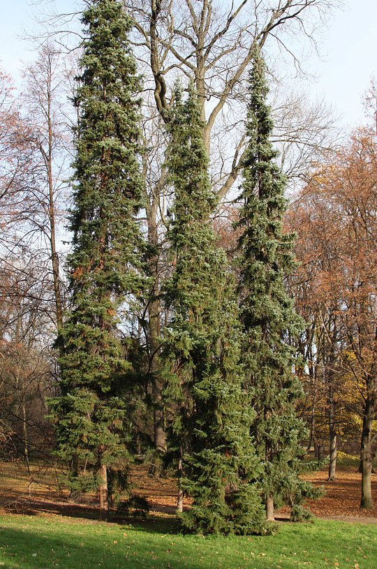 Ель сербская